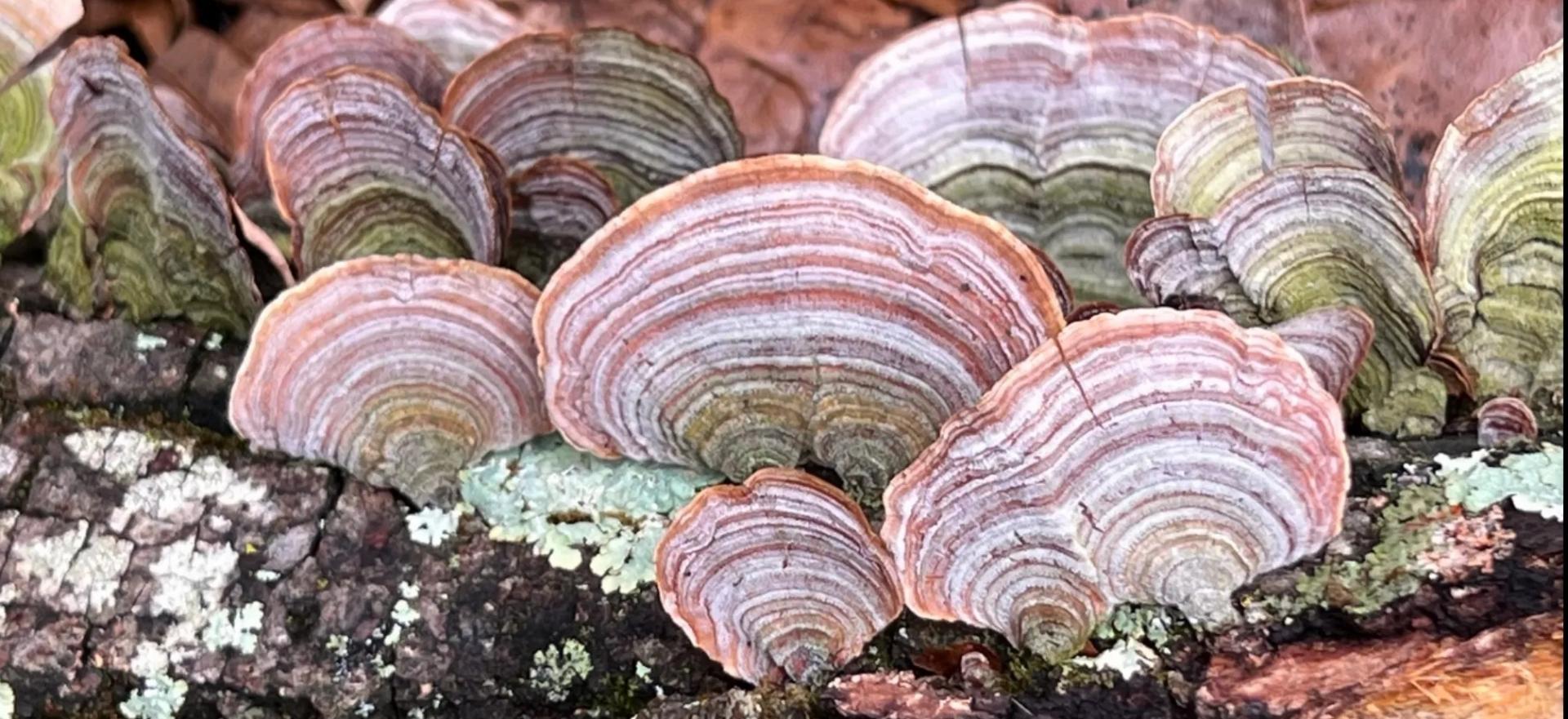 Beautiful mushrooms on forest floor